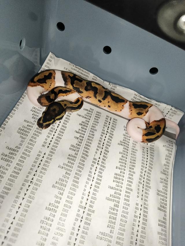 งูball python for pet