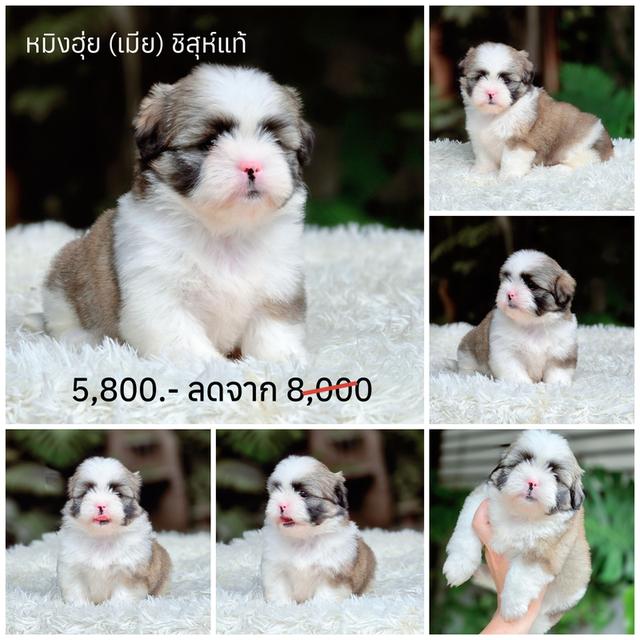 ชิสุแท้พร้อมย้ายบ้านสินสอดน่ารัก รูปที่ 5