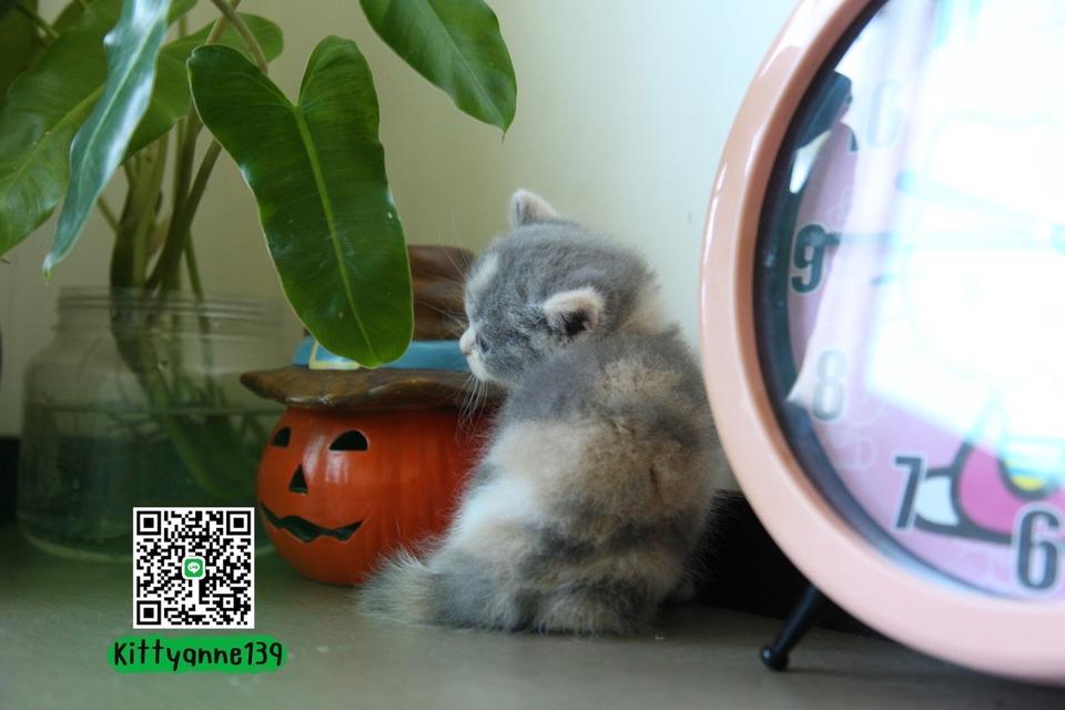 แมวหิมาลายันบริติชแท้ 5