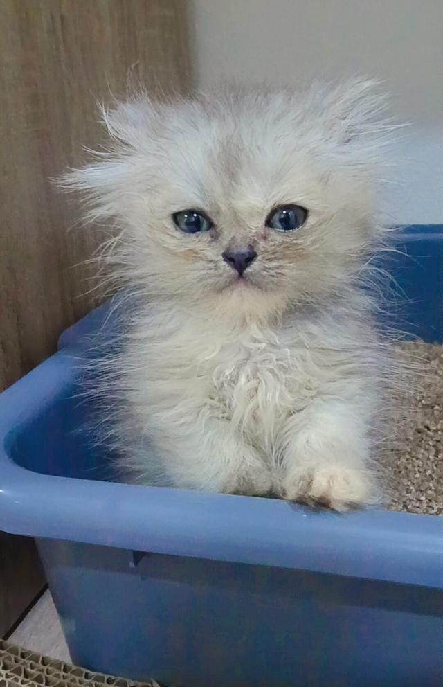 ลูกแมวเปอร์เซีย แท้ๆๆ นนทบุรี