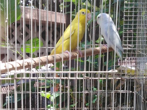 นกแก้วฟอพัส หลายคู่และเศษผู้ พร้อมทำ