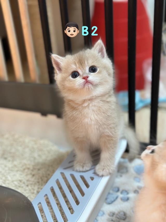 แมวมันซ์กิ้น- บริติช ขาปกติ รูปที่ 4