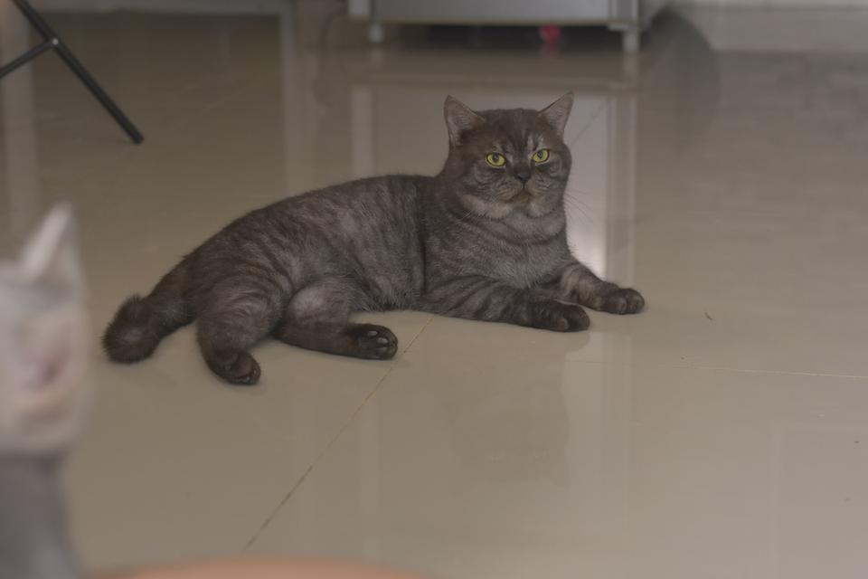 พ่อพันธุ์แมวสก็อตติส 6