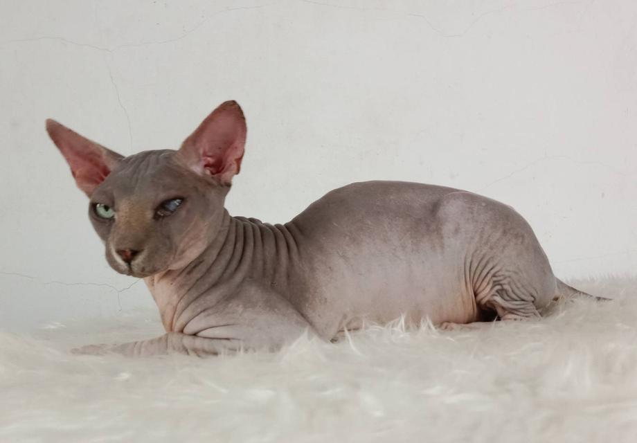 22.แมวสฟิงซ์/เพศผู้ หาบ้าน Sphynx Cat/Male looking for a new home