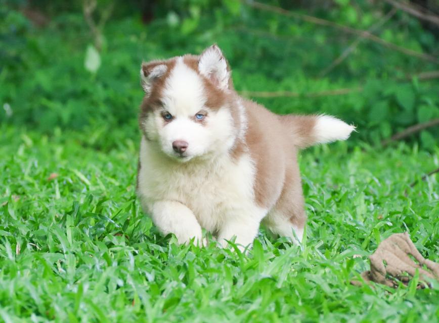 ไซบีเรียนฮัสกี้วูลลี่ ตาฟ้าคู่ เพศเมียราคาถูก เชียงใหม่ 3