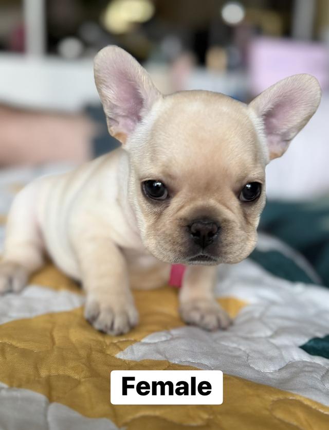 ลูกสุนัขเฟร้นบลูด็อก