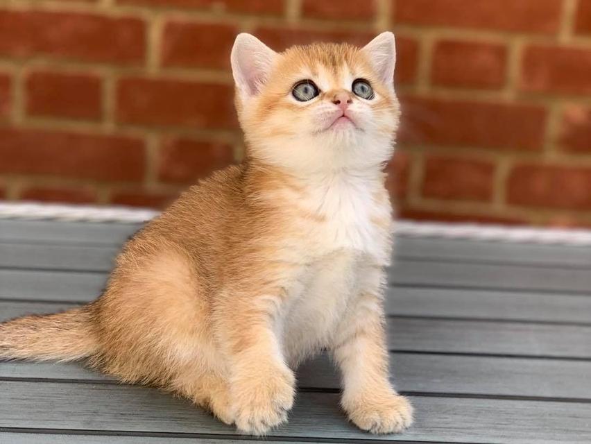 Scottish Fold Kittens WhatsApp me : +66 63 826 3042 รูปย่อยที่ 4