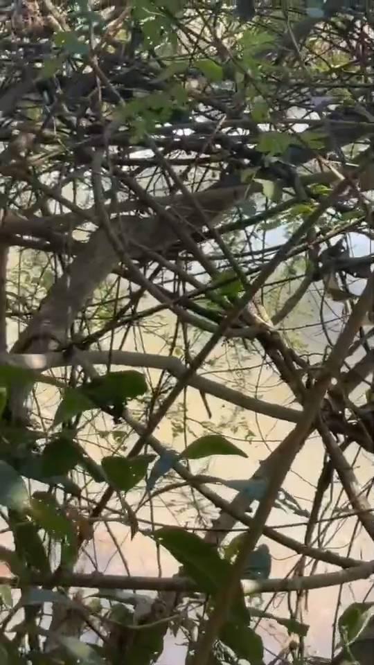 ที่ดินแปลงใหญ่ ติดถนนหลวง 118 เชียงใหม่–เชียงราย (แม่ขะจาน) 32 ไร่ 1 งาน 92 ตร.วา 1