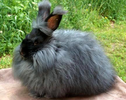 กระต่ายอิงลิชแองโกล่า สีดำ