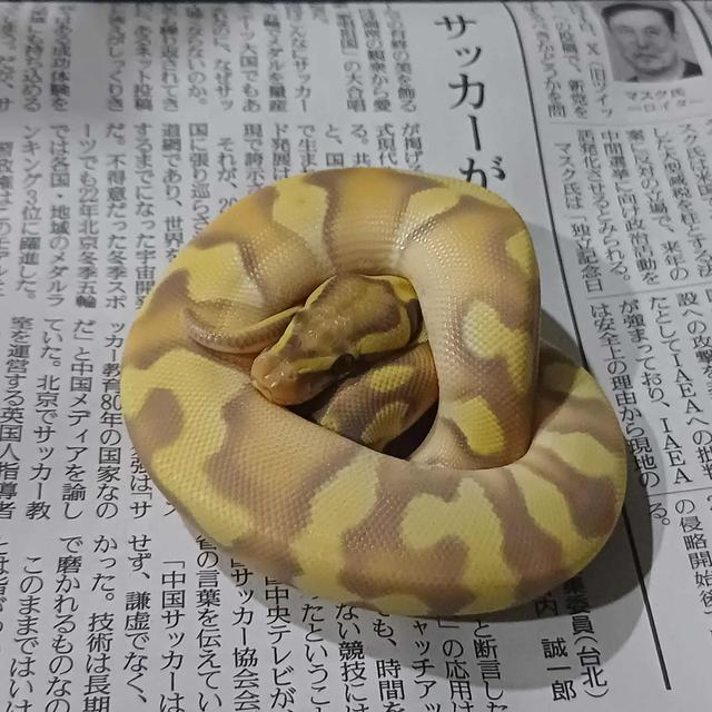 งูบอล 1.0 cg mojave od poss enchi y25