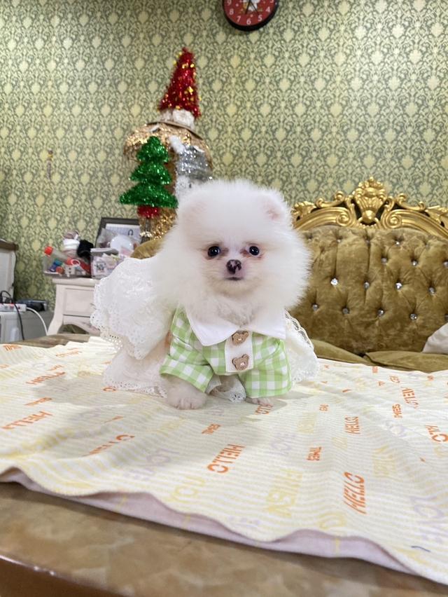 ปอมปอมแท้ อายุ2เดือน ส่วทั่วประเทศ 8