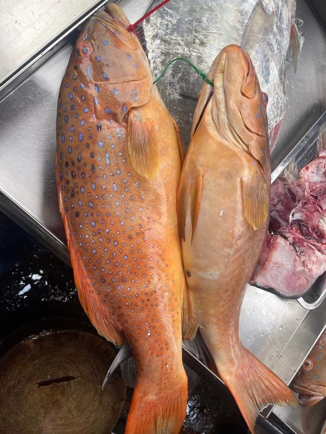 ปลาเก๋าแดง3.8kg