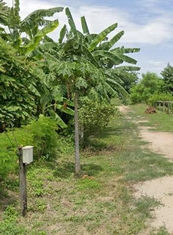 ที่ดิน ขายที่ดินติดถนน และแม่น้ำปิง ต.บ้านแก่ง อ.เมืองนครสวรรค์ จ.นครสวรรค์ 75 sq.wa 0 ngan 4 RAI ใกล้ ติดแม่น้ำปิง และท 6