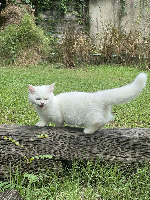 แมวมันช์กิ้น