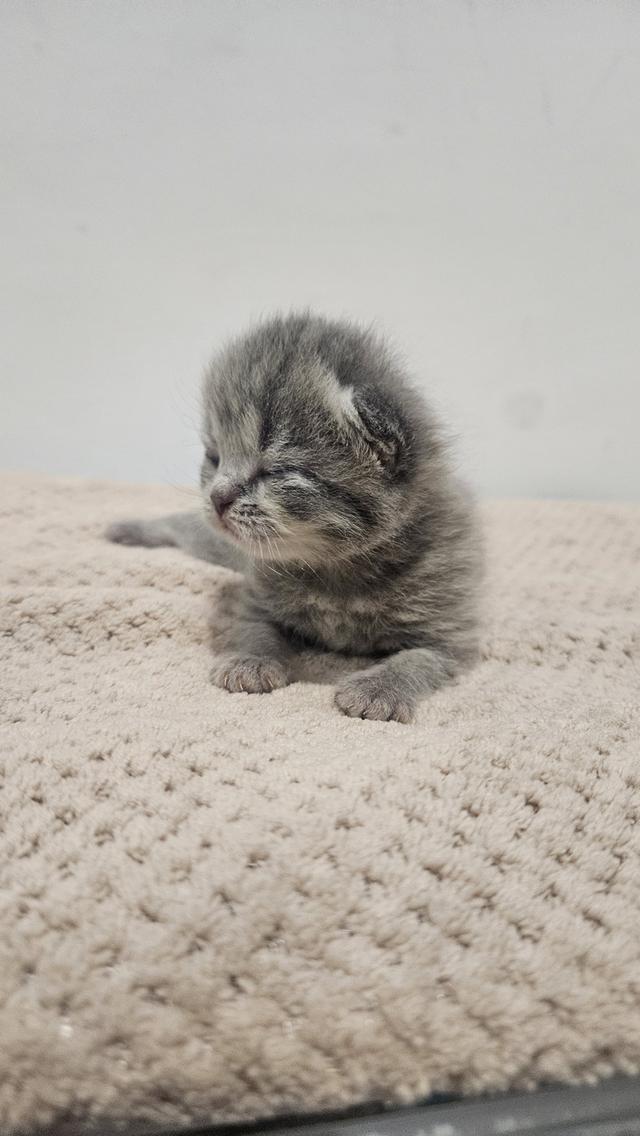 Scottish Fold  สก็อตติชโฟลด์ แท้ ระบบปิดเลี้ยงด้วยรัก รวมวัคซีน ถ่ายพยาธิ หยอดยากันปรสิตและไรหู สมุดวัคซีน 16