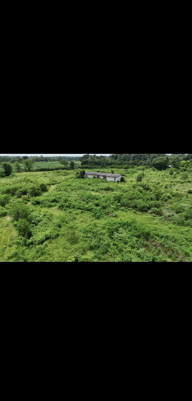 ขายที่ดินแปลงใหญ่อุดร100ไร่ 6