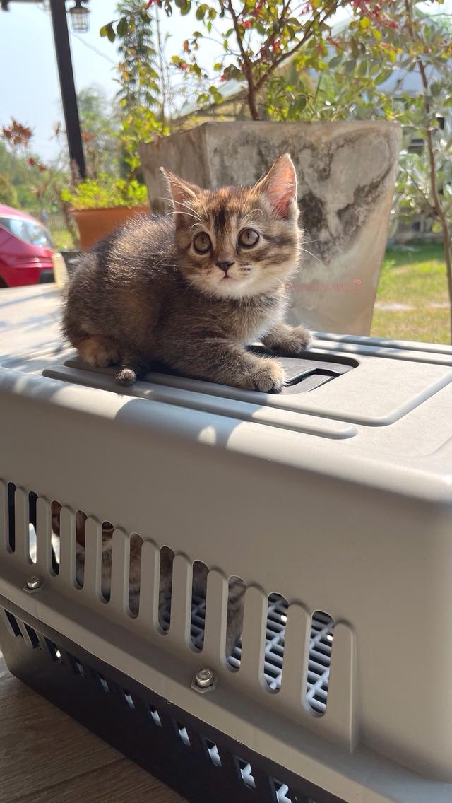 แมวสก๊อตติชโฟลด์ มีใบเพด scfc รูปที่ 4