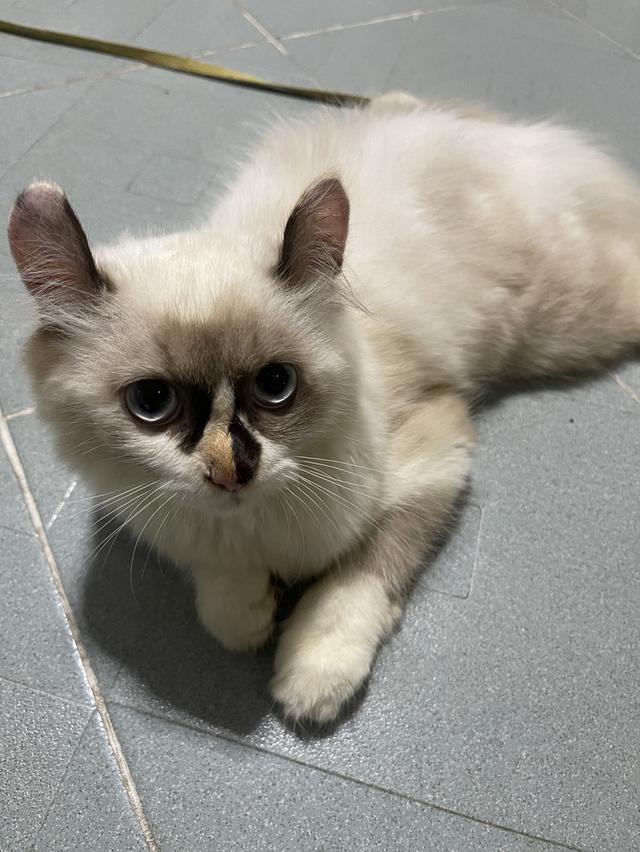 น้องแมวพันธุ์ เพศหญิง พ่อหิมาลายัน แม่อเมริกันเคิร์ล ( หูบิน ) ตาสีฟ้า