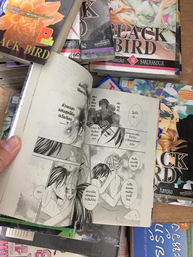 หนังสือการ์ตูน BLACK BIRD 1-18 จบ 4