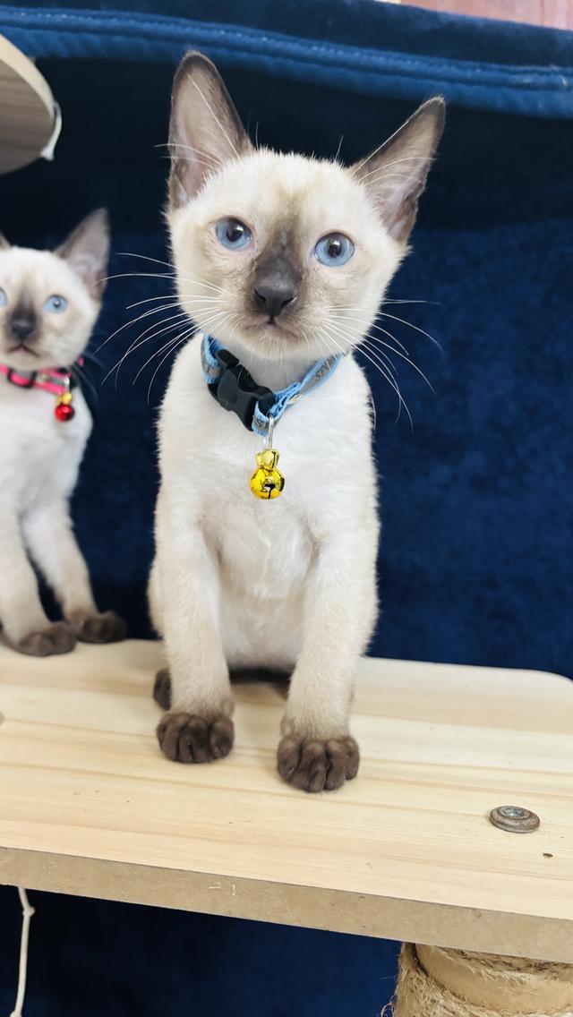 แมววิเชียรมาศแท้ น่ารัก