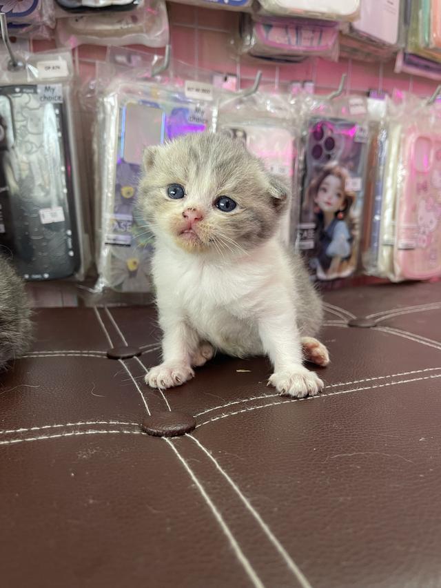 ลูกแมวสก็อตติชโฟลด์แท้