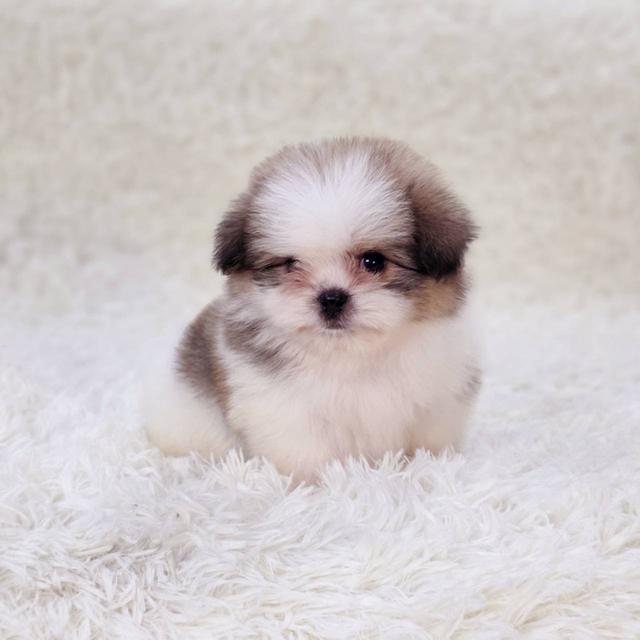 ชิสุผสมปอม เพศผู้ พร้อมย้ายบ้าน 9