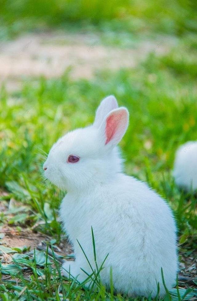 กระต่ายเนเธอร์แลนด์ดวอร์ฟ สีขาว 3
