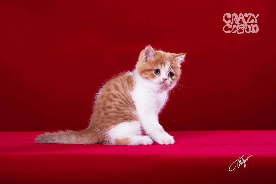 SCOTTISH FOLD หูตั้ง 💗♂︎ Male 3