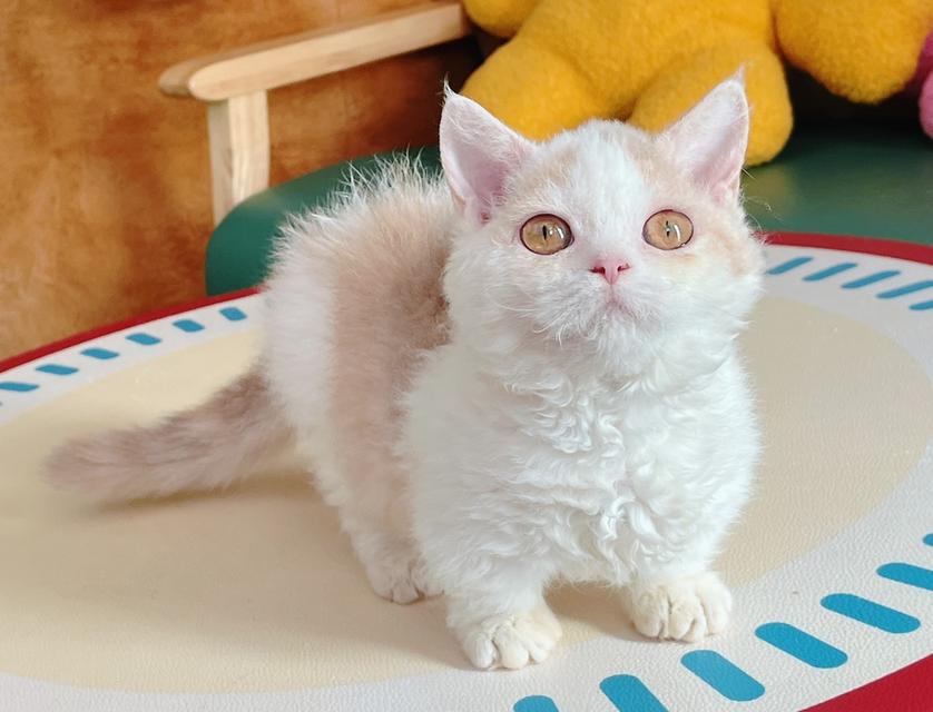 Selkirk Rex Female Lilac Tortie Bicolor Short Leg