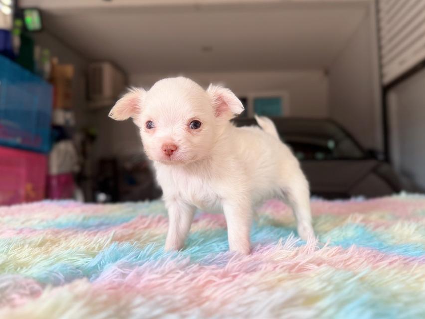 ชิวาวาผสมปอม ผู้ สีขาวครีม พิกัดรามอินทรา