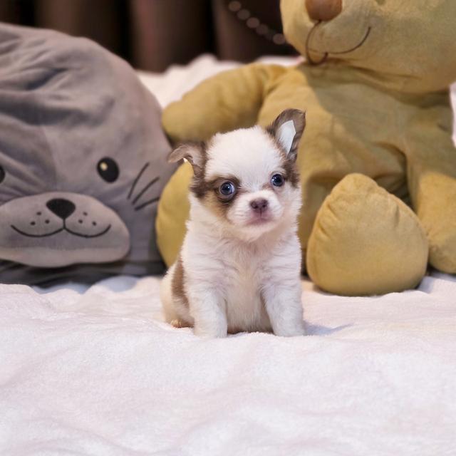 Chihuahuaขนยาวหนุ่มหล่อน้องพ๊อตเตอร์ 6