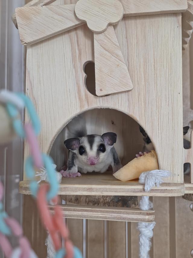 ขายน้องชูก้าไกรเดอร์ 2ตัว+คอนโด นัดรับเสาร์-อาทิตย์นี้ 6