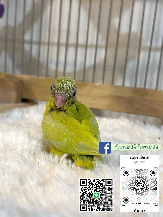 ฟอพัสอเมกันเยลโล่