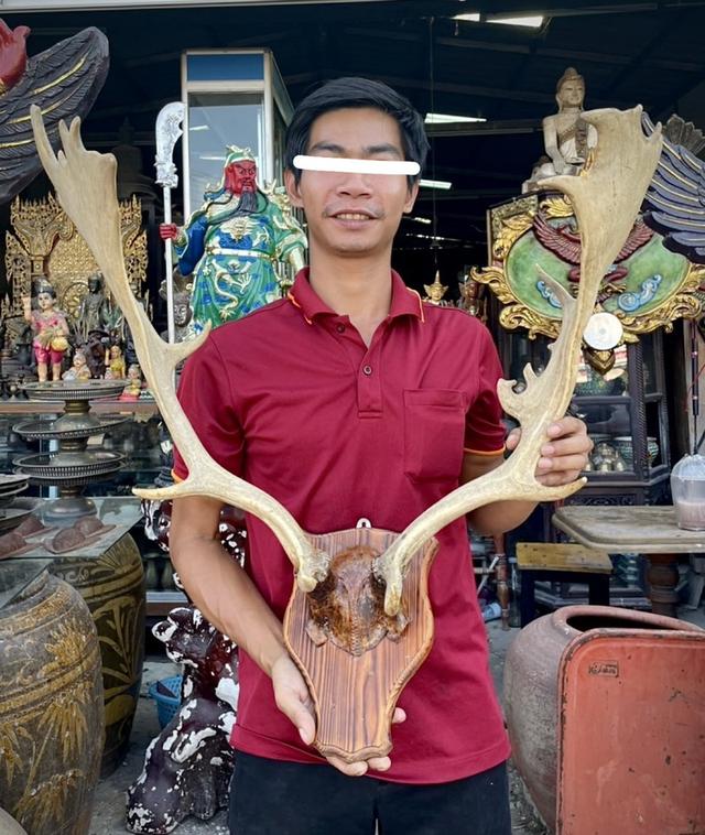 เขากวางแขวนผนัง เขากวางตกแต่งสถานที่ เขากวางเฟลโลว์ เขากวางแท้ 4