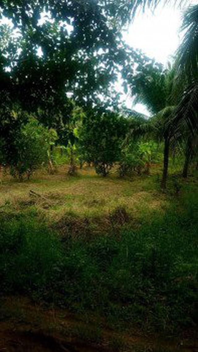 ขาย ที่ดิน สวนสวย 14 ไร่ มีบ้านพร้อมอยู่ หนองบัว กาญจนบุรี 11