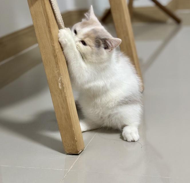 แมว British shorthair  8