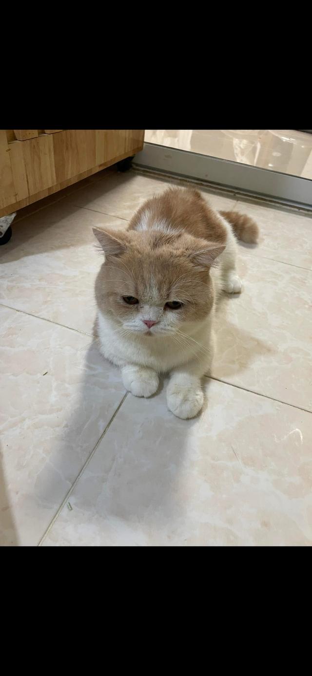 น้องแมวคับ มันกิ้น คับ