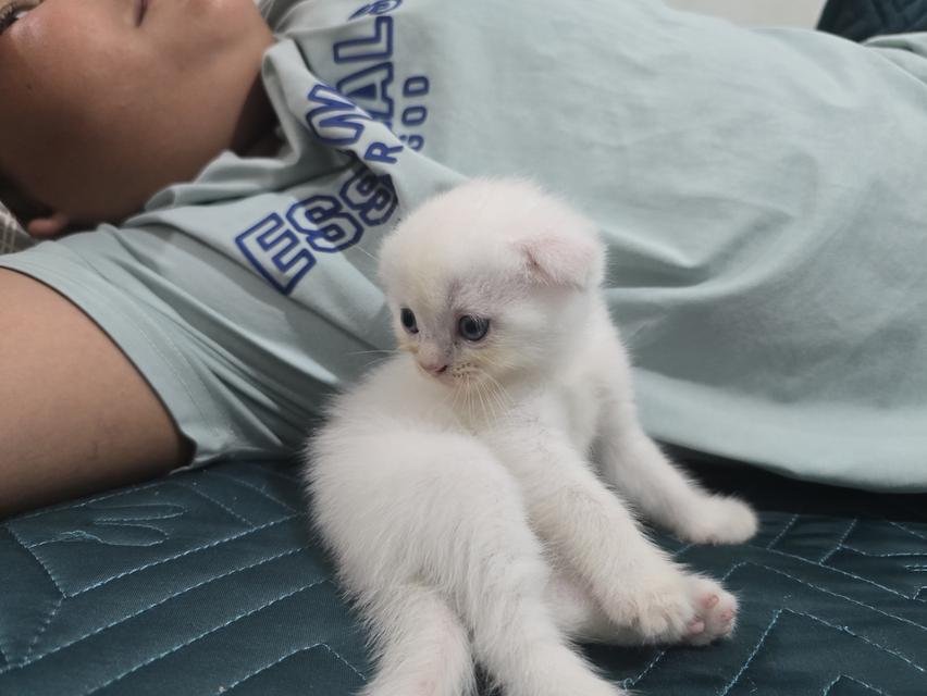 น้องแมว 4