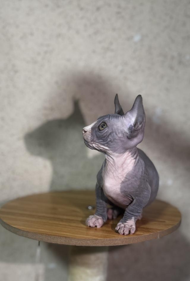 ลูกแมวสฟิงซ์ (Bambino) ขาสั้น สีบลู รูปที่ 5