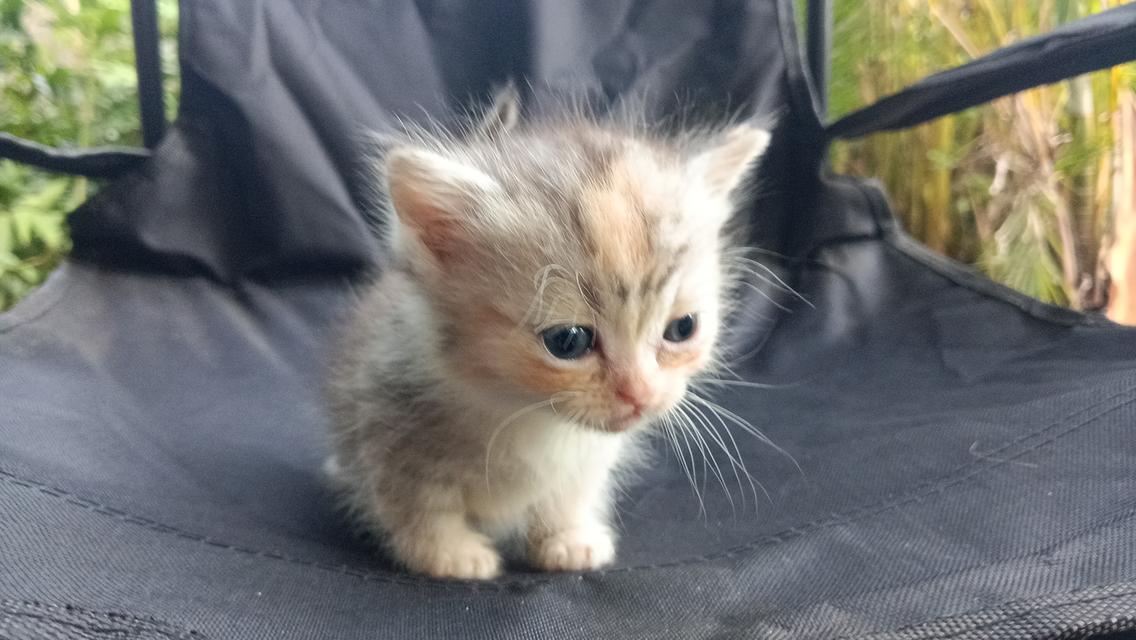 น้องแมวมัชกิ้นเพศเมีย 2