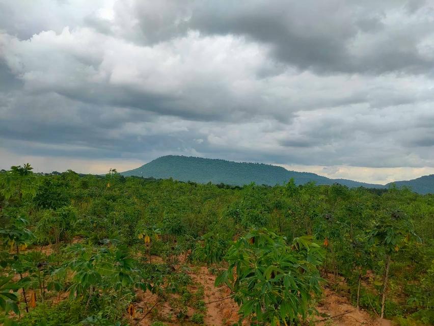 ที่ดิน จำนวน 35 ไร่ 2 งาน อำเภอ กระนวน จังหวัดขอนแก่น 2