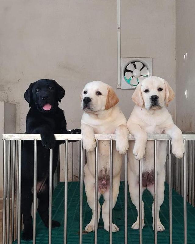 Labrador Puppies WhatsApp me : +66 63 826 3042