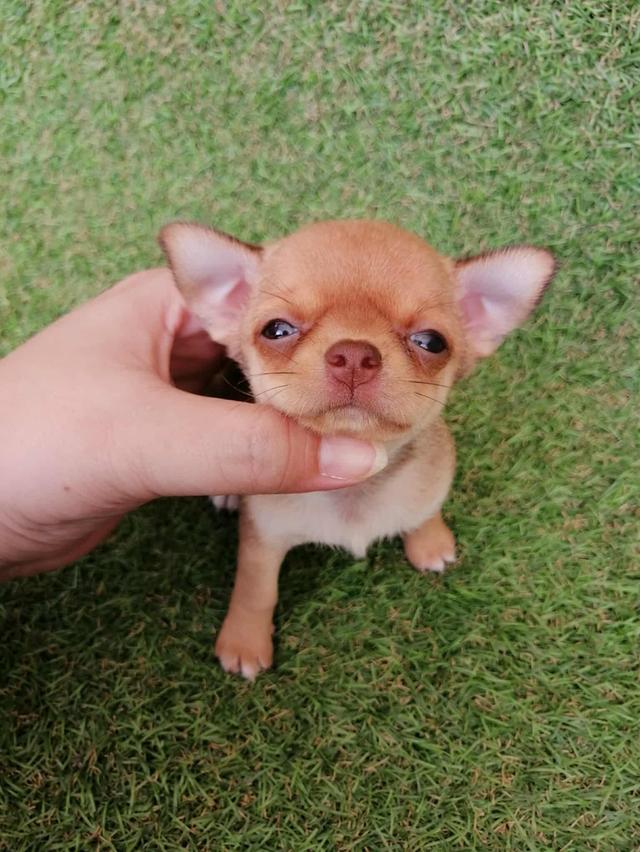 ชิวาว่าเเท้ขนสั้น ญ. 3