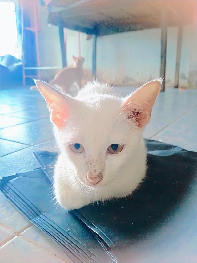 แมวขาวมณี ไทยแท้