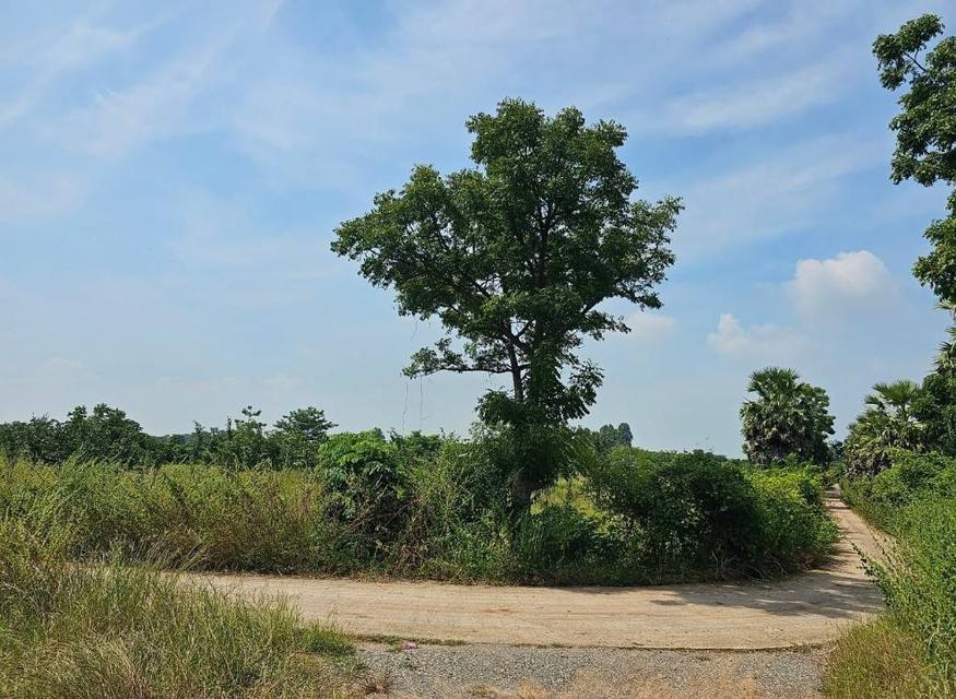 ขายที่ดิน 5แปลง ลำสนธิ จังหวัดลพบุรี ติดถนนสาธารณะ 3 ด้าน 7