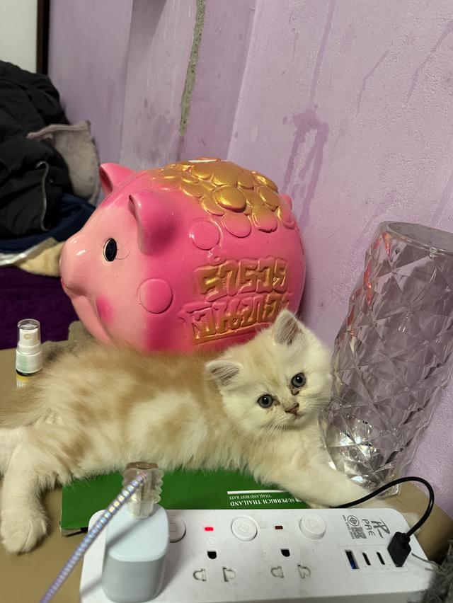 น้องแมว เปอร์เซีย อายุ2 เดือน รูปที่ 4