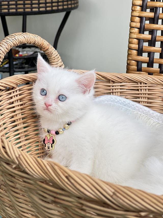 ดช.สก็อตติช ขาวละมุนตาฟ้า