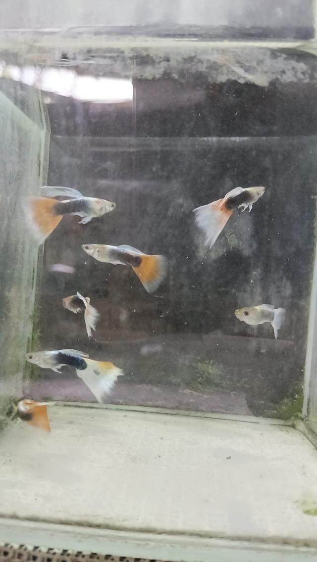 ปลาหางนกยูงตัวละ5บาท รูปที่ 6