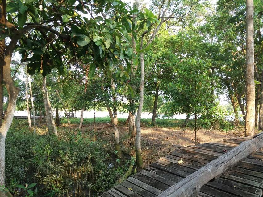 ที่ดินสวยติดแม่น้ำแม่กลอง 3