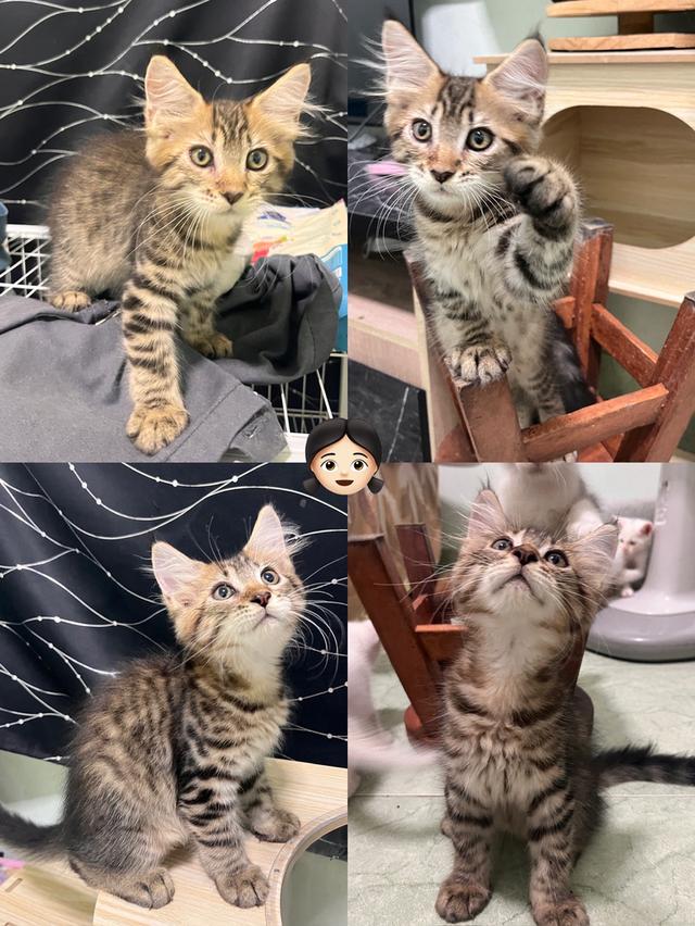 เมนคูน 3